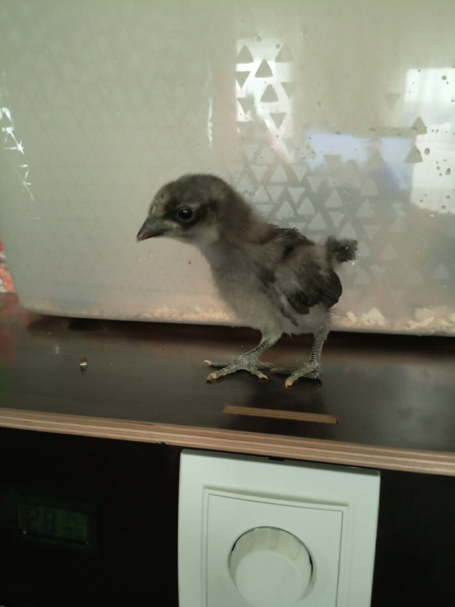 Фото из архива нашего лпх. Ухейилюй.