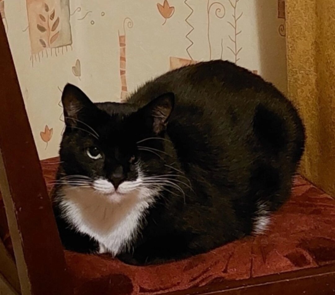 смешно про любовь. жить вместе картинки. что такое жить вместе?. хочу жить вместе. комиксы с котами людьми.