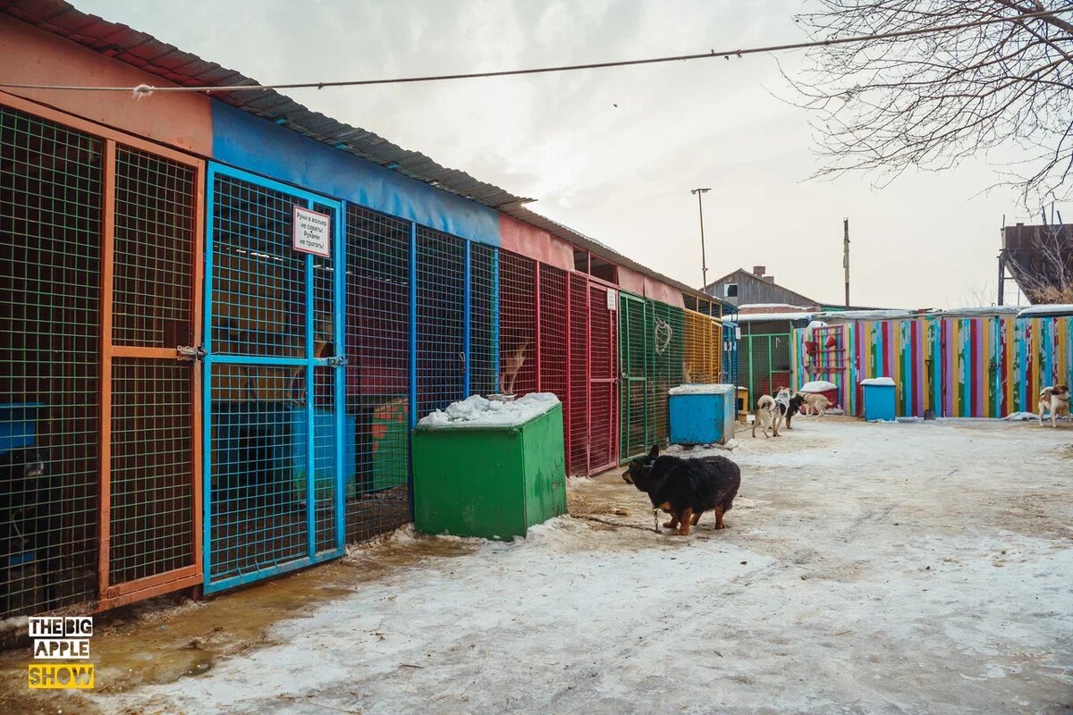 Где есть приют. Собачий приют в измайлово. Приют для бездомных собак в москве. Калуга собачий приют. Балаково приют для бездомных животных.