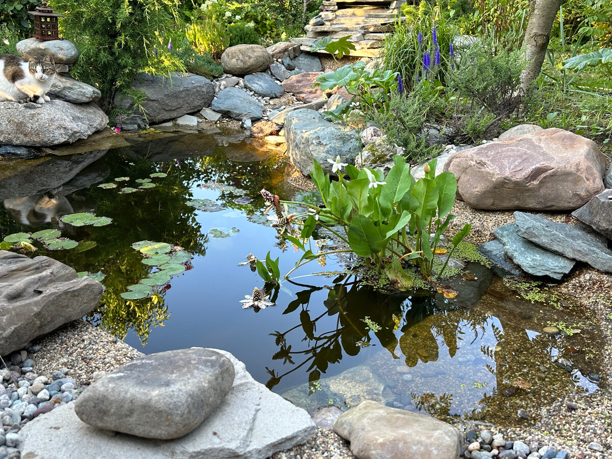 Прудик, созданный своими руками. Фото в саду автора.