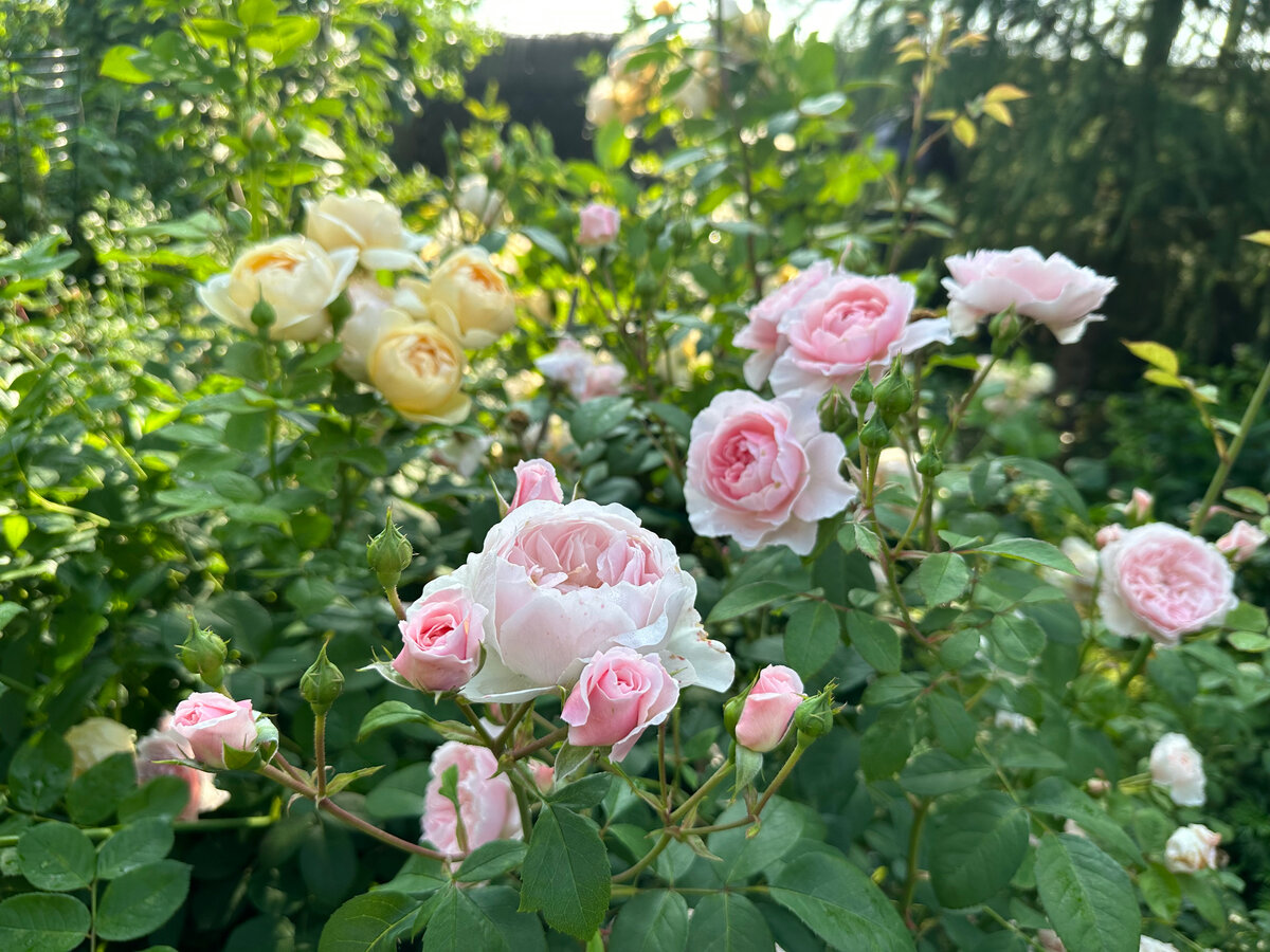 Розы в моем саду. Фото в саду автора.