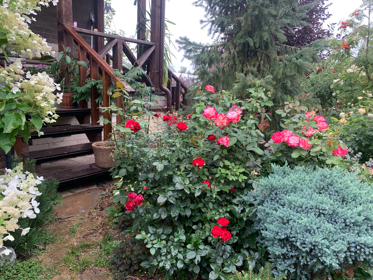 Август. Патио. Фото в саду автора.