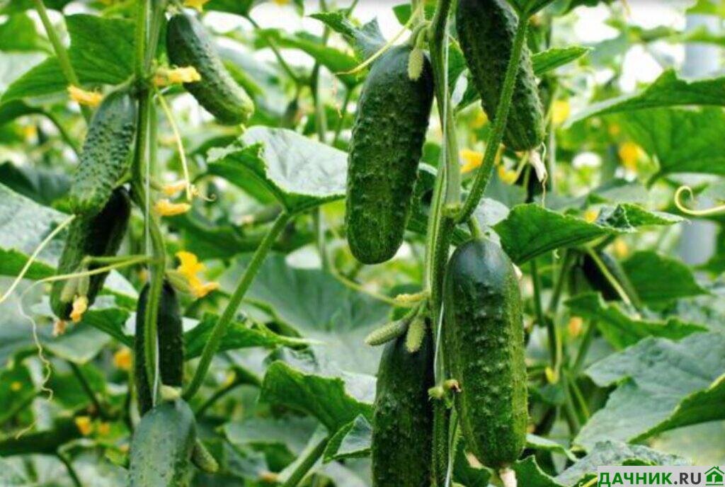 технология выращивания огурцов