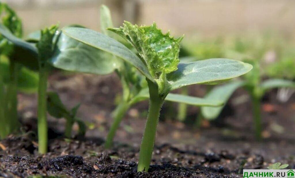 Сколько лет живут муравьи. Муравьи под цифрой 1. Железные муравьи под елкой на даче фото. Свои под цифрой т3. Морфологический разбор слова муравьёв.