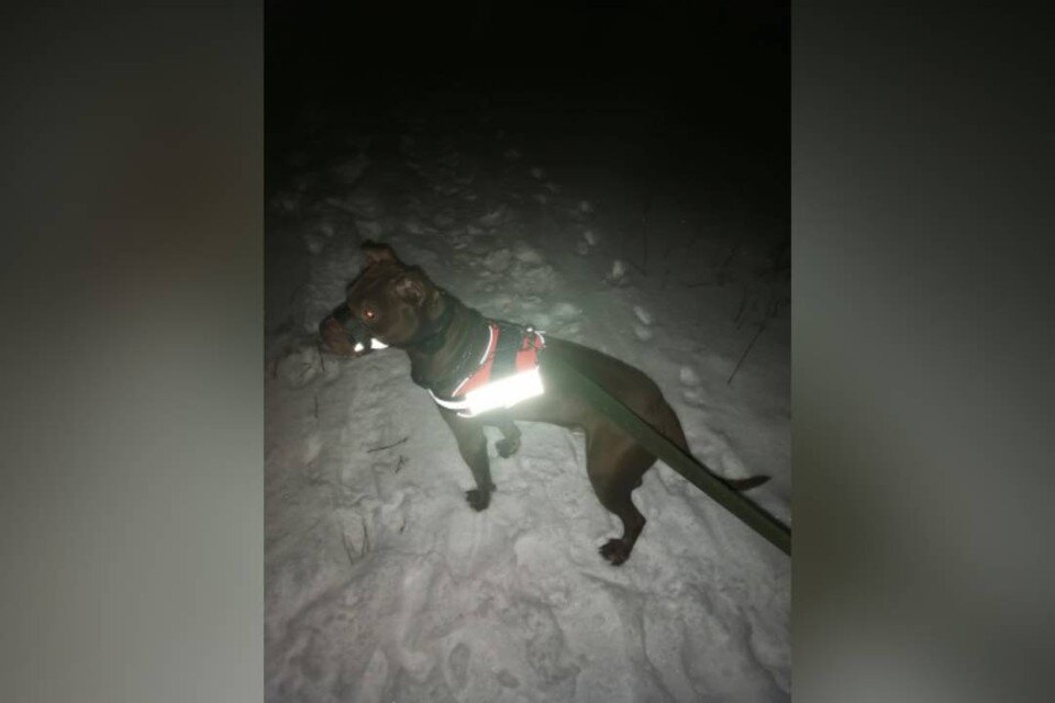 Лай лай собака. Объявление про воющую собаку. Соседская собака постоянно лает. Сосед у собаки. Что делать если собака лает.