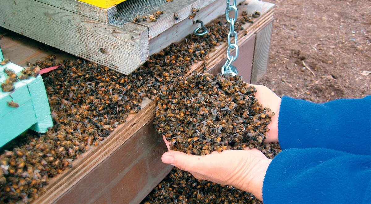   Пять лет назад перевёз я 7 пчелосемей в деревню Магадаево (10 км от Томска). Вокруг много дач. Много ягодных и дикорастущих кустарников, цветов.-2