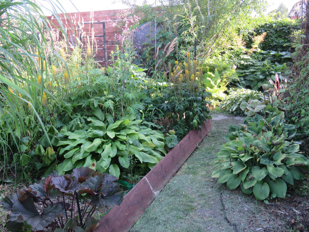 за левой хостой