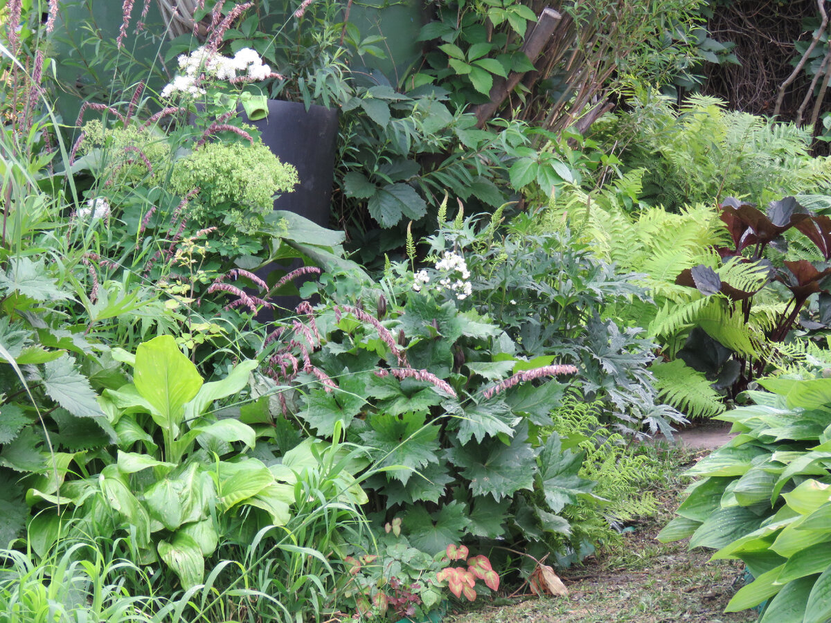 за левой хостой