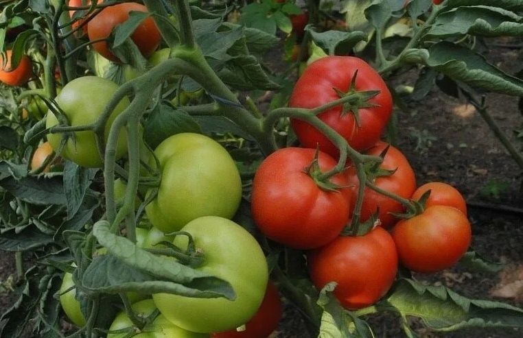 Моя бабушка всю жизнь сажала только 5 сортов низкорослых помидор, считала их лучшими, а урожай собирала кадушками