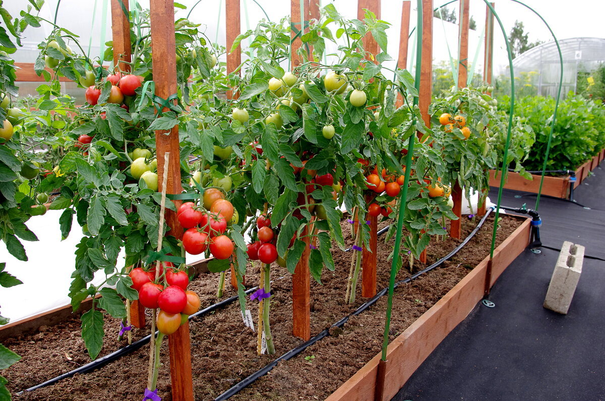 Детерминантный (с ограниченным ростом) томат