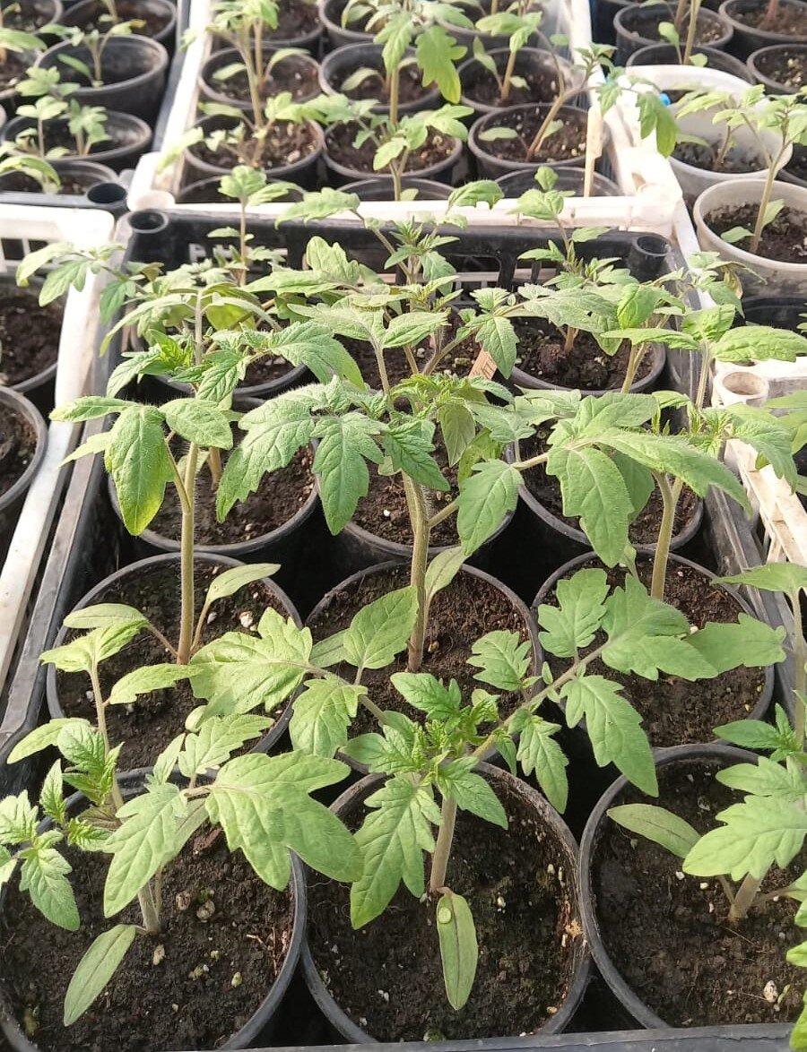 Биологические особенности томато. Посев семян цветочно-декоративных культур. Посев семян декоративных растений. Этапы посева семян. Посадка семян в ящик.