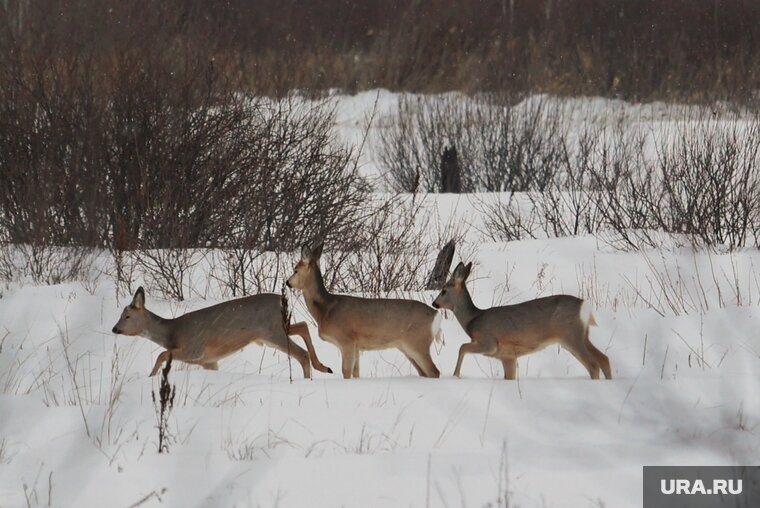    Казанские ученые опровергли зомби-вирус у курганских косуль