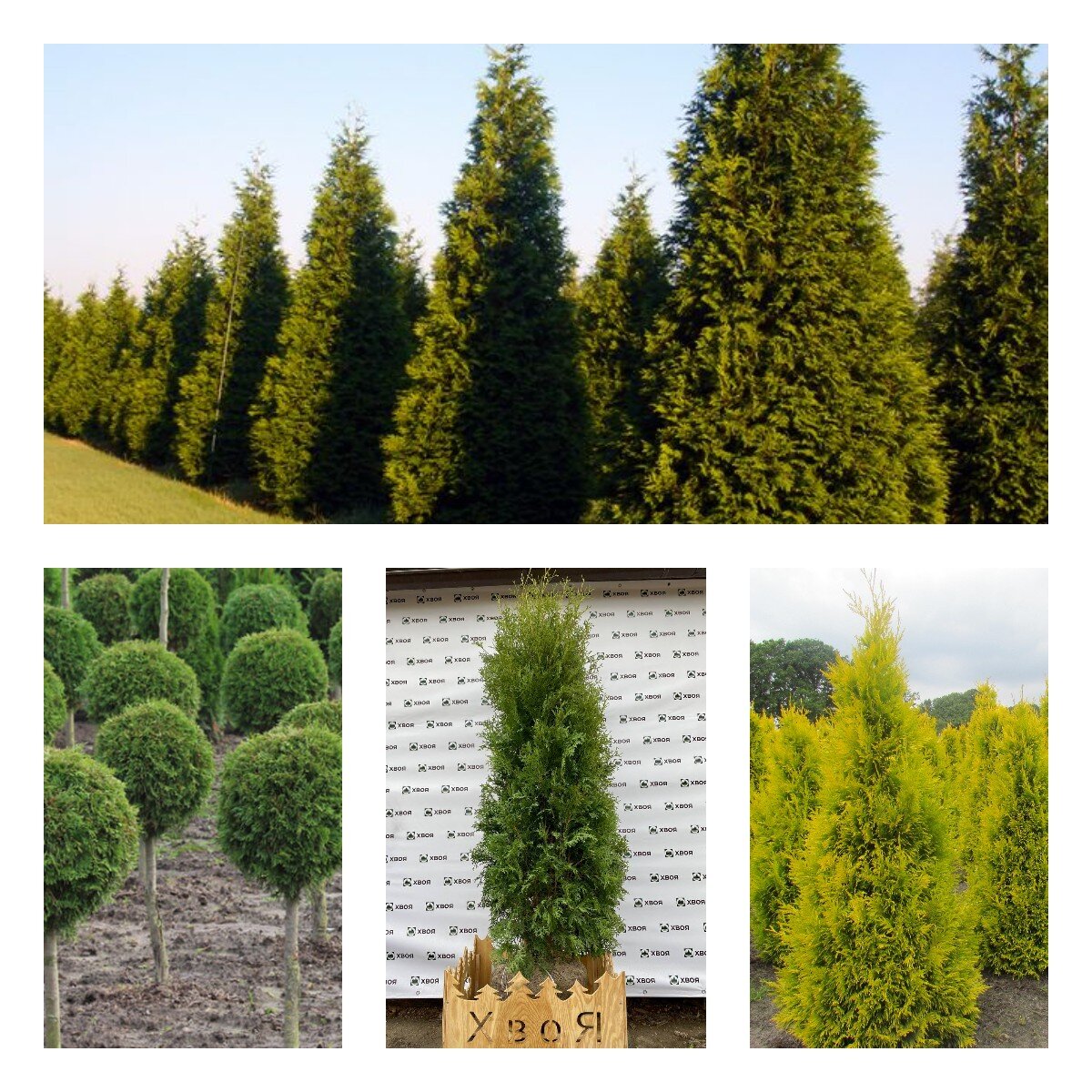 Верхнее фото-туя Зебрина. Нижний ряд слева направо туи: Смарагд формированный, Колумна, Санкист.