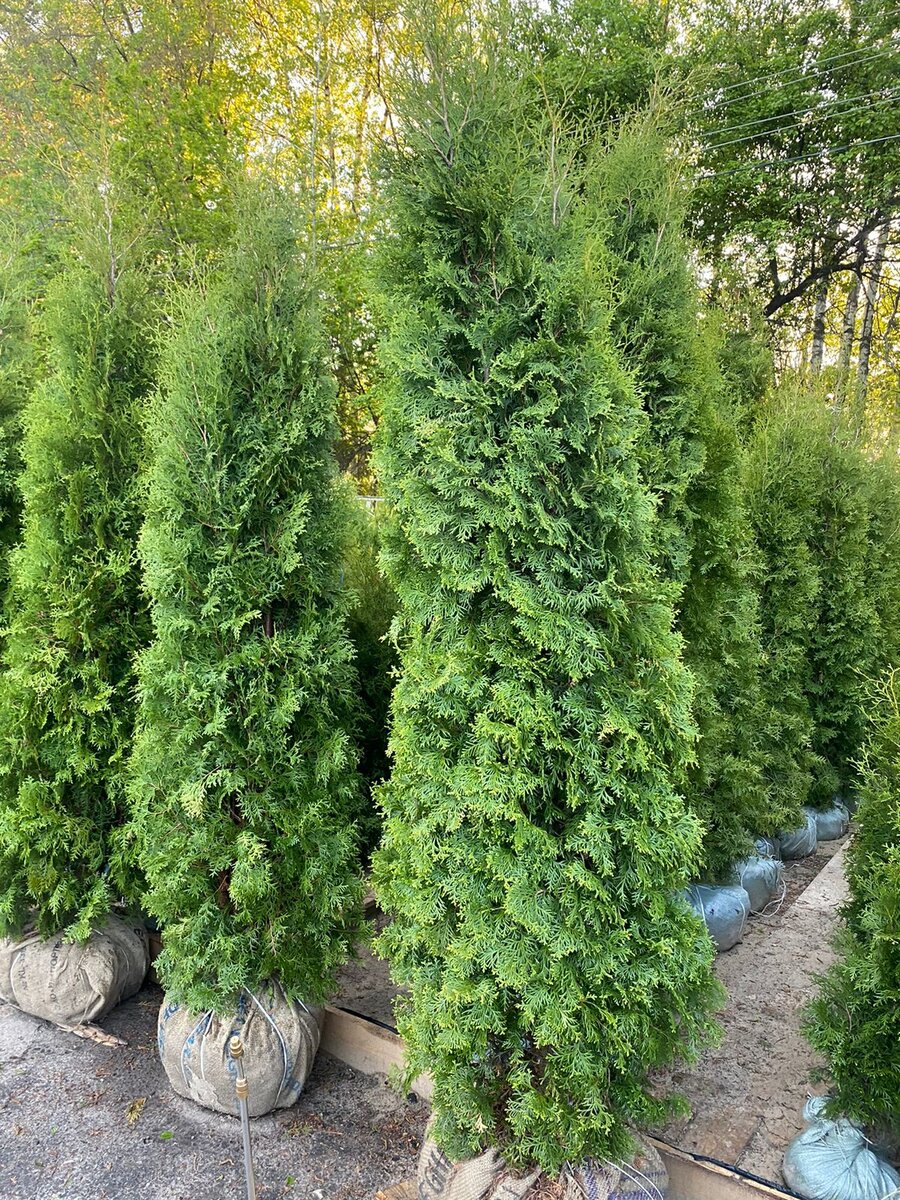 Туя западная Колумна.