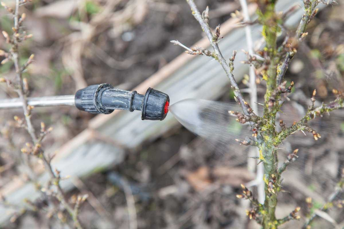 Осенняя обработка еловых деревьев. Обработка кустарников от вредителей. Обработка весной. Обработка весной. Опрыскивание деревьев.