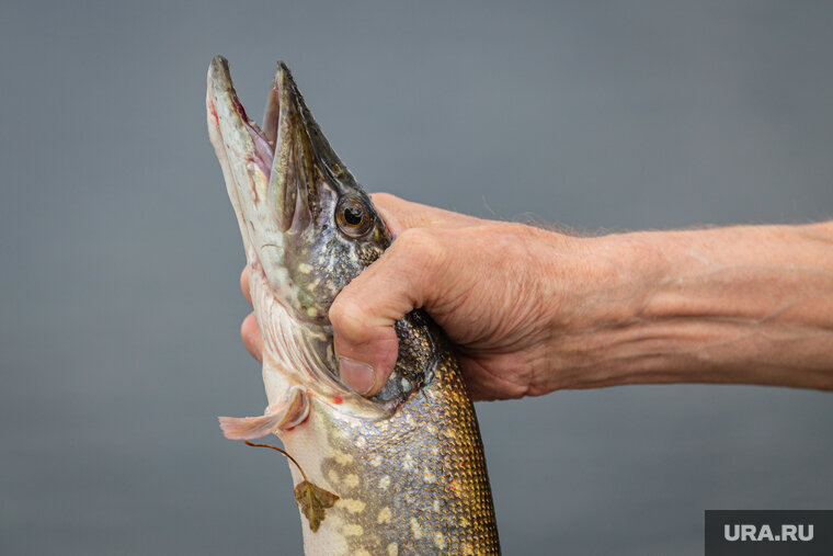 Запрет на рыбалку в московской области. Памятка рыбака. Памятка рыболовства. Сроки рыболовства. Штрафы на рыбу 2021.