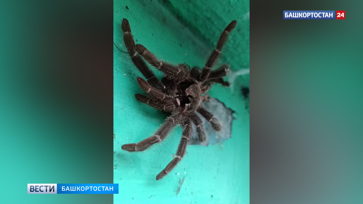 Самый ядовитый паук. У пауков есть яд. У пауков есть яд. Самый опасный паук в россии. У пауков есть яд.