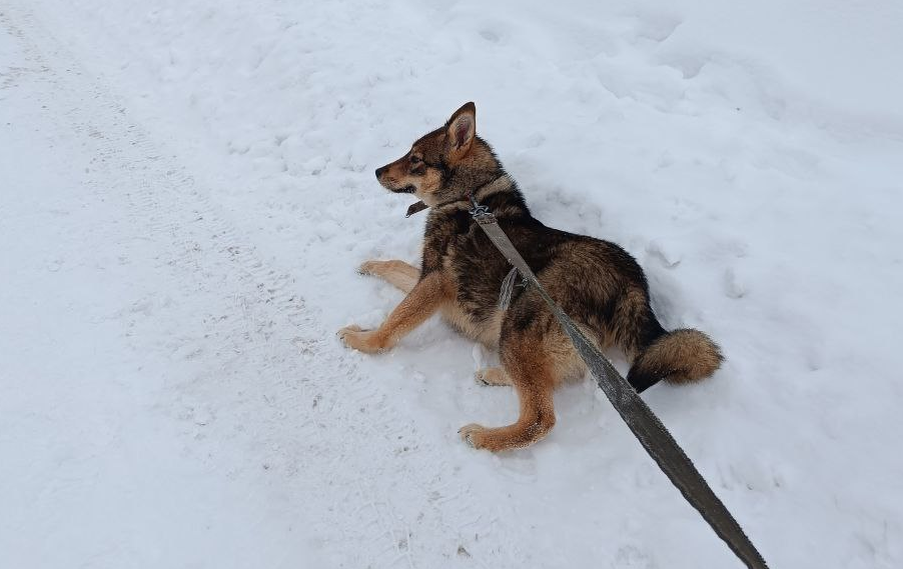 Вольер для служебных собак. Шкаф с местом для собаки. Место для собаки. Вольер для служебных собак. Комната для собак.