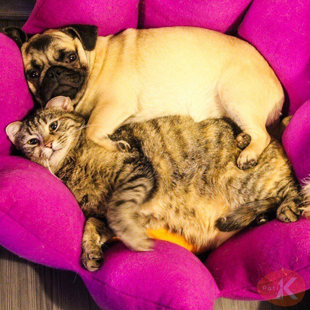 Этим ребятам нужен дефицит калорий, а не репосты в соцсеточках и одобрительные улыбки ваших родственников и друзей. Фото из свободных источников