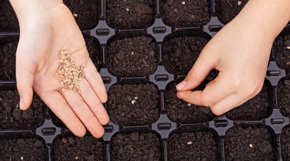 Не советую сеять на рассаду семена из «магазинного» перца! Объясняю, почему (лично протестировал)