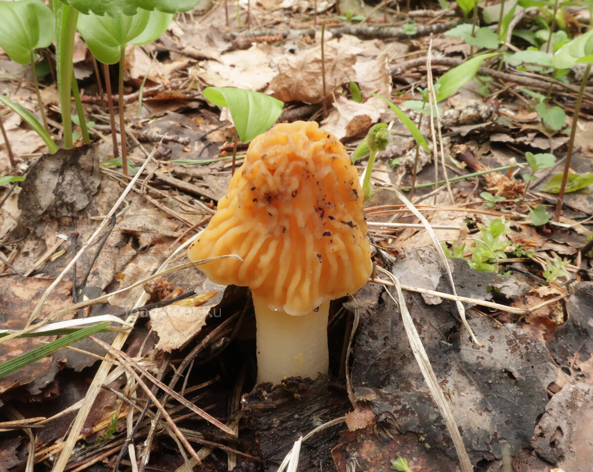 Вот ты какая... (фото И.Лебединского)