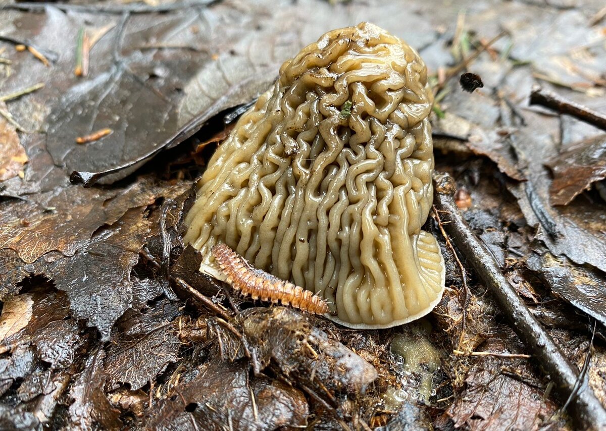 Сморчковая шляпка. Сморчковая шапочка богемская гриб. Гриб сморчок обыкновенный. Сумчатые грибы сморчки. Сморчковый волнистый гриб 7 букв ответ.