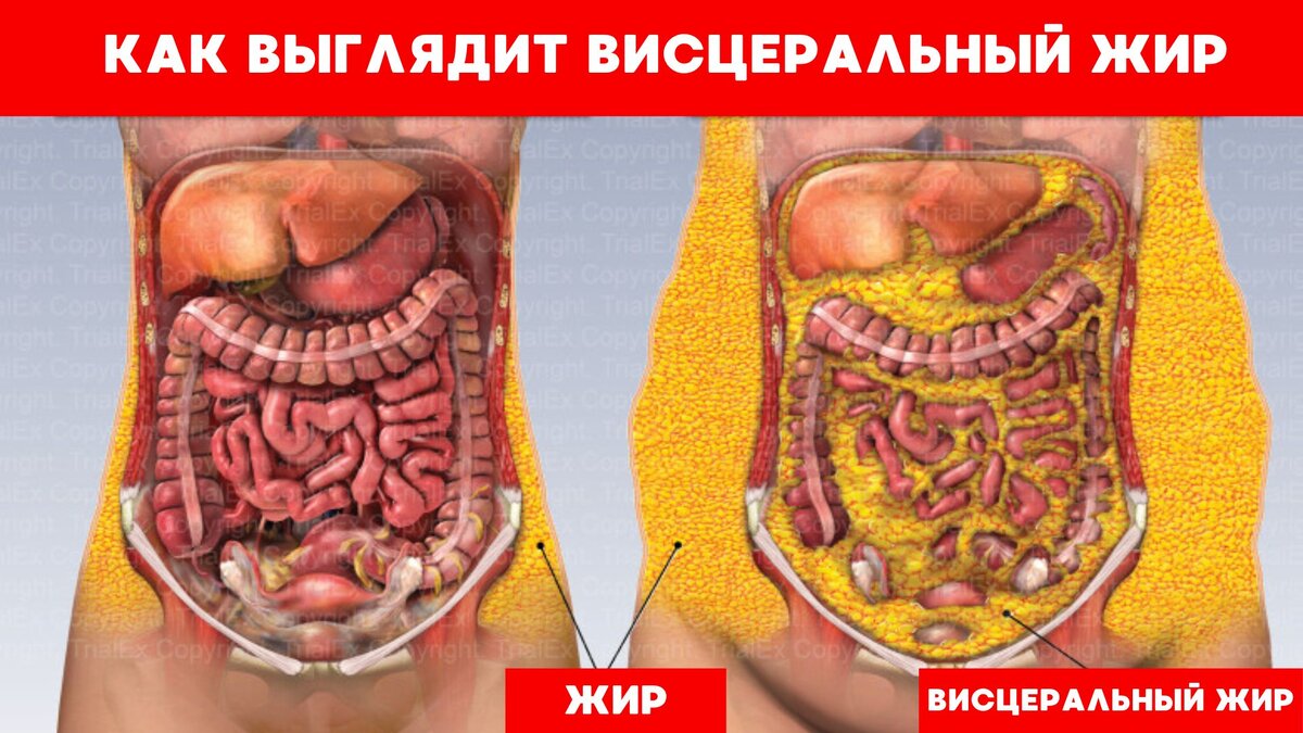 Как избавиться от «пивного» живота: 6 научных рекомендаций, которые  работают на 100% | Томаш Игорь | Pro Training | Дзен