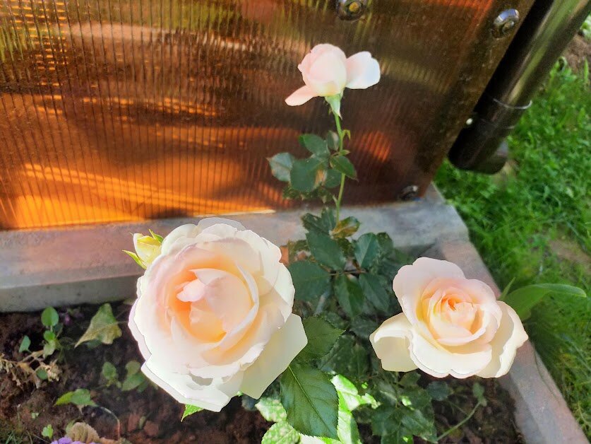 Пале Ройял посадка 20 мая 2023 года