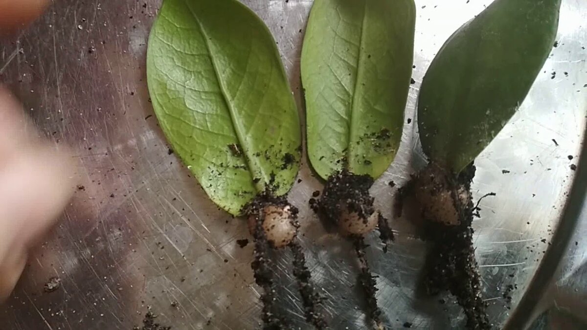 Замиокулькас цветок корни. Замиокулькас big Leaf. Долларовое дерево замиокулькас корни. Замиокулькас укоренить.