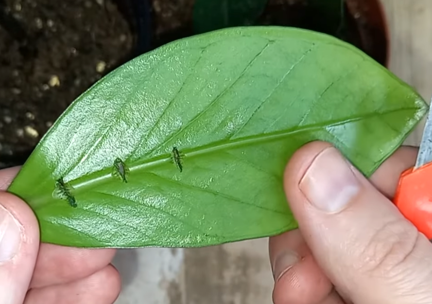 автотрофный тип питания. ветроопыляемые и насекомоопыляемые цветки. угадай соцветие. паспорт растения яблоня. угадай цветок.