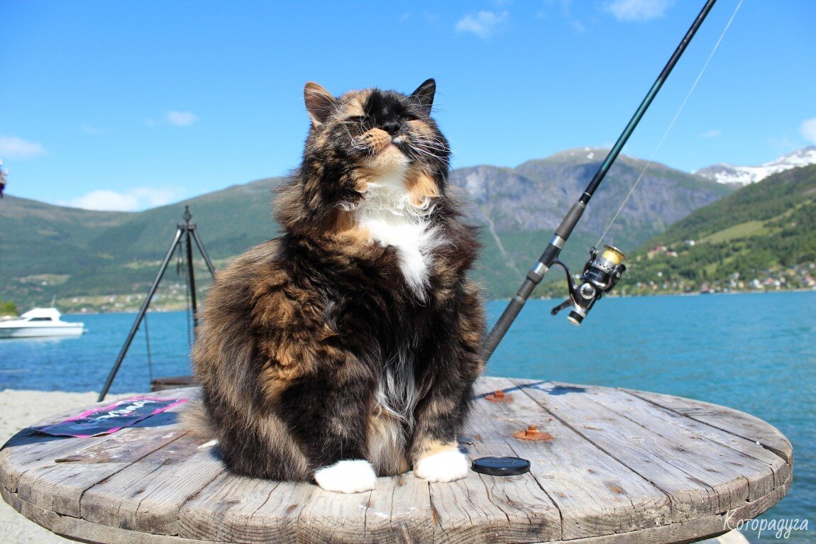 Кот рыбак. Котята на рыбалке. Кот на рыбалке. Кошка для рыбалки. Коты на рыбалке.
