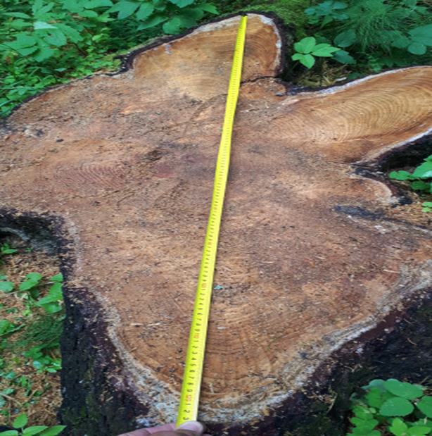 Причудливые деревья. Quercus chrysolepis. Деревянные игрушки рассказ. Древо родословия. Интересные деревья.