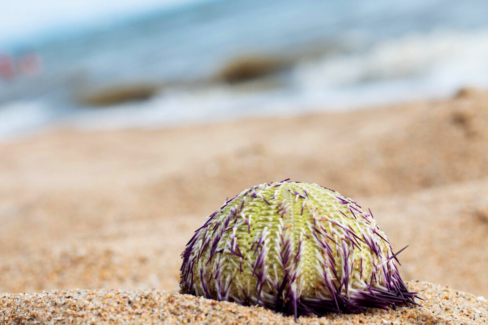   Панцирь зеленого морского ежа на песчаном берегу. Фото: Shutterstock.com