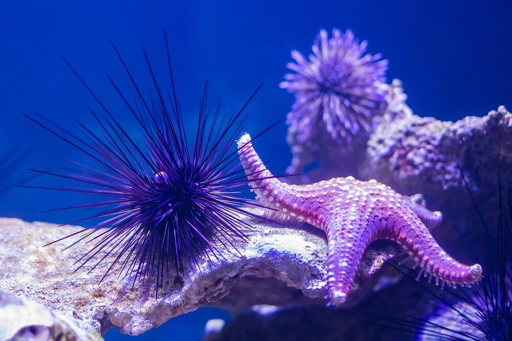    Длинноиглый диадемовый морской еж (Diadema setosum) — один из наиболее распространенных видов. Встречается в Индо-Тихоокеанской области, от Австралии и Африки до Японии и Красного моря, а также в Средиземном море. Фото: Shutterstock.com