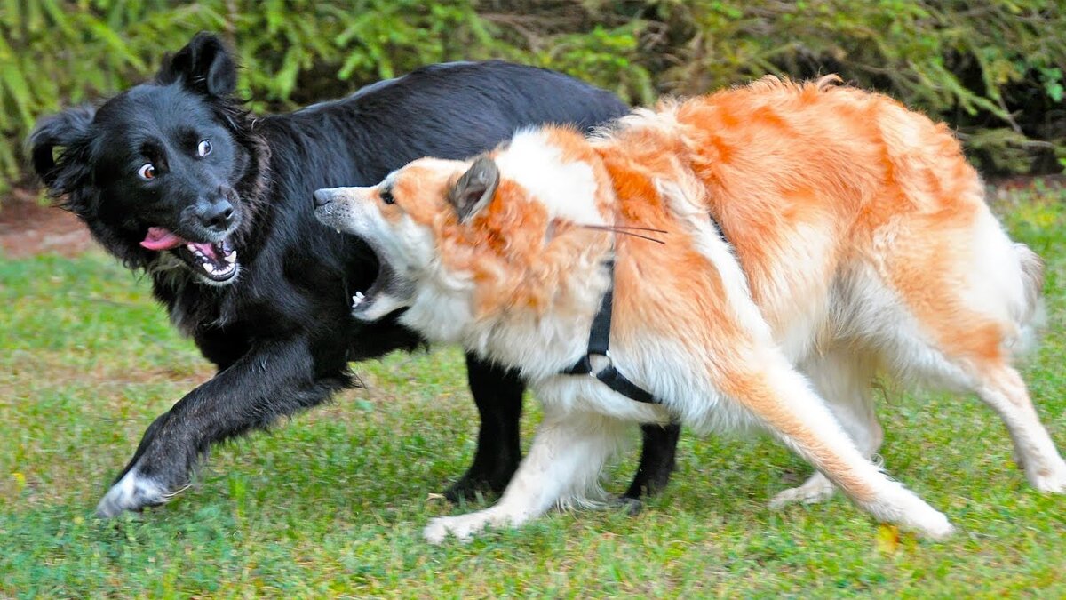 Тройная собака. Поведение собак. Агрессивная собака. Оборонительное поведение животных.