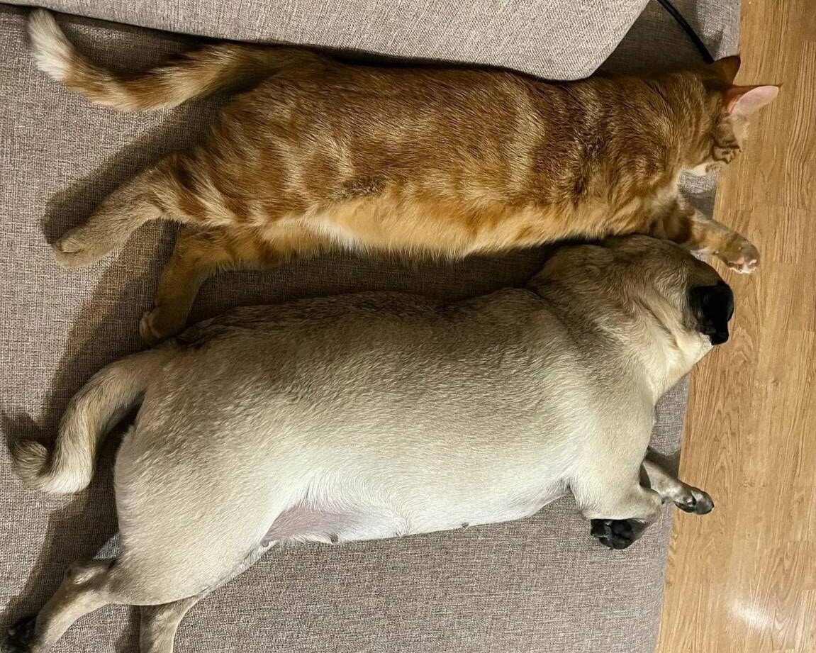 - Друг, пора что-то с эти делать... - Точно, пойду, поем! Фото из свободных источников