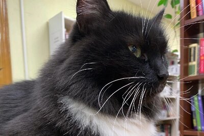    Кот Маркиз ©Страница Елены Акиновой в "ВКонтакте"