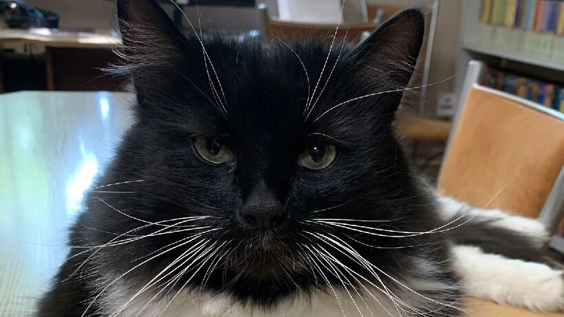    Кот Маркиз ©Страница Елены Акиновой в "ВКонтакте"