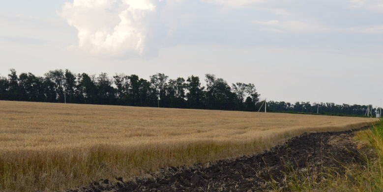 Фото автора. Лето 2023. Поле созревшего озимого ячменя. Скоро сюда войдут комбайны.