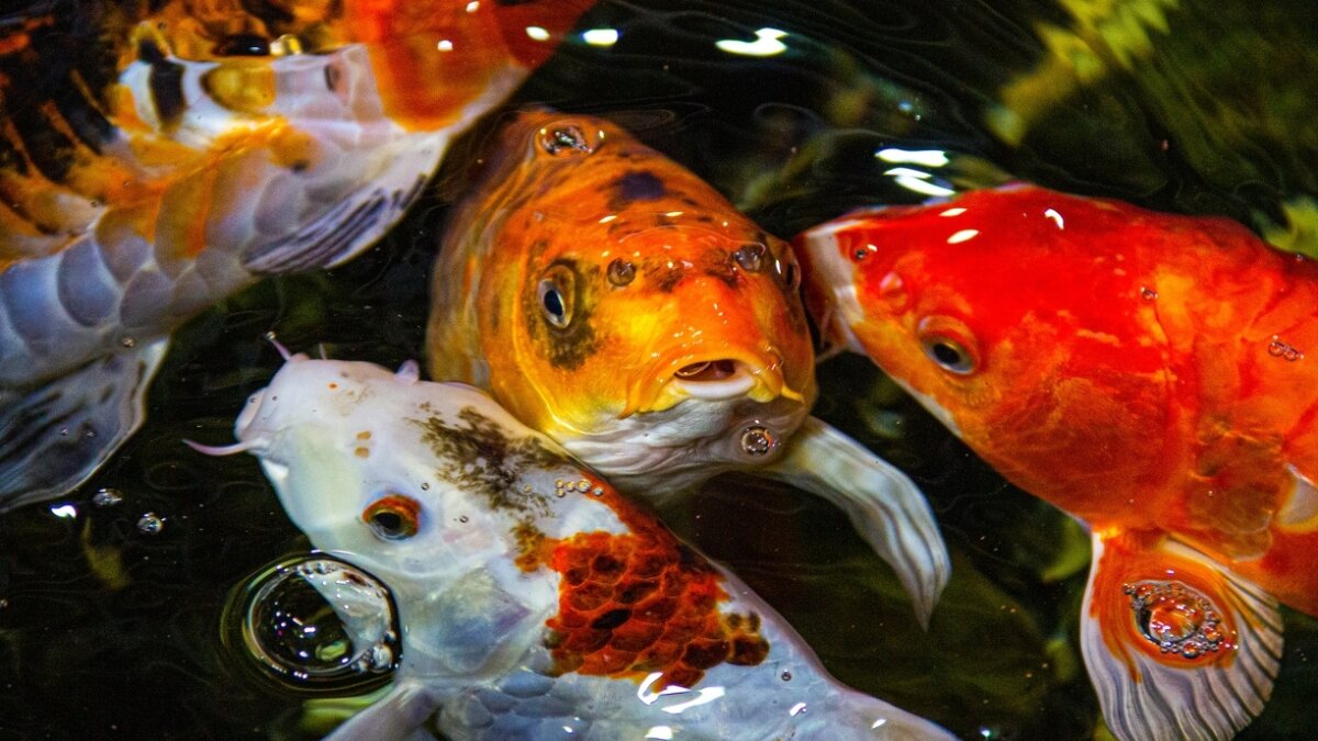 Упражнения для похудения живота и талии в домашних условиях. Как сделать чтобы неделя прошла быстро. Что делать чтобы месячные прошли. Упражнения для талии и боков и живота в домашних условиях. Эффективные упражнения для талии и боков.