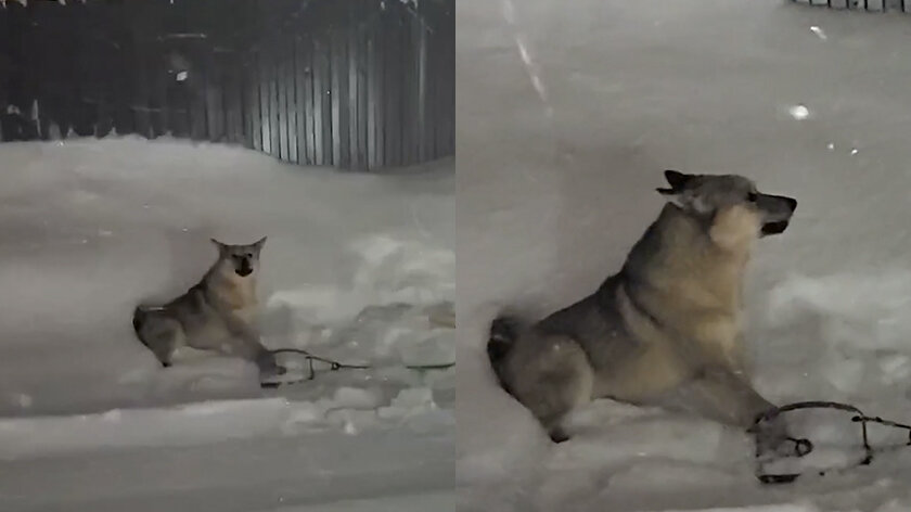 Фото: Ольга Черкашина