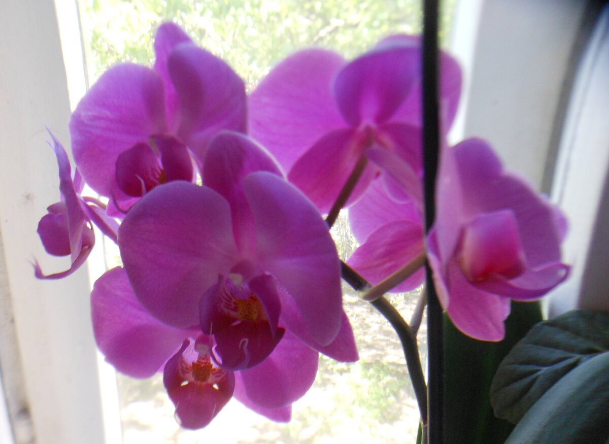 Орхидея, из личных фото автора Лидии Шатиловой