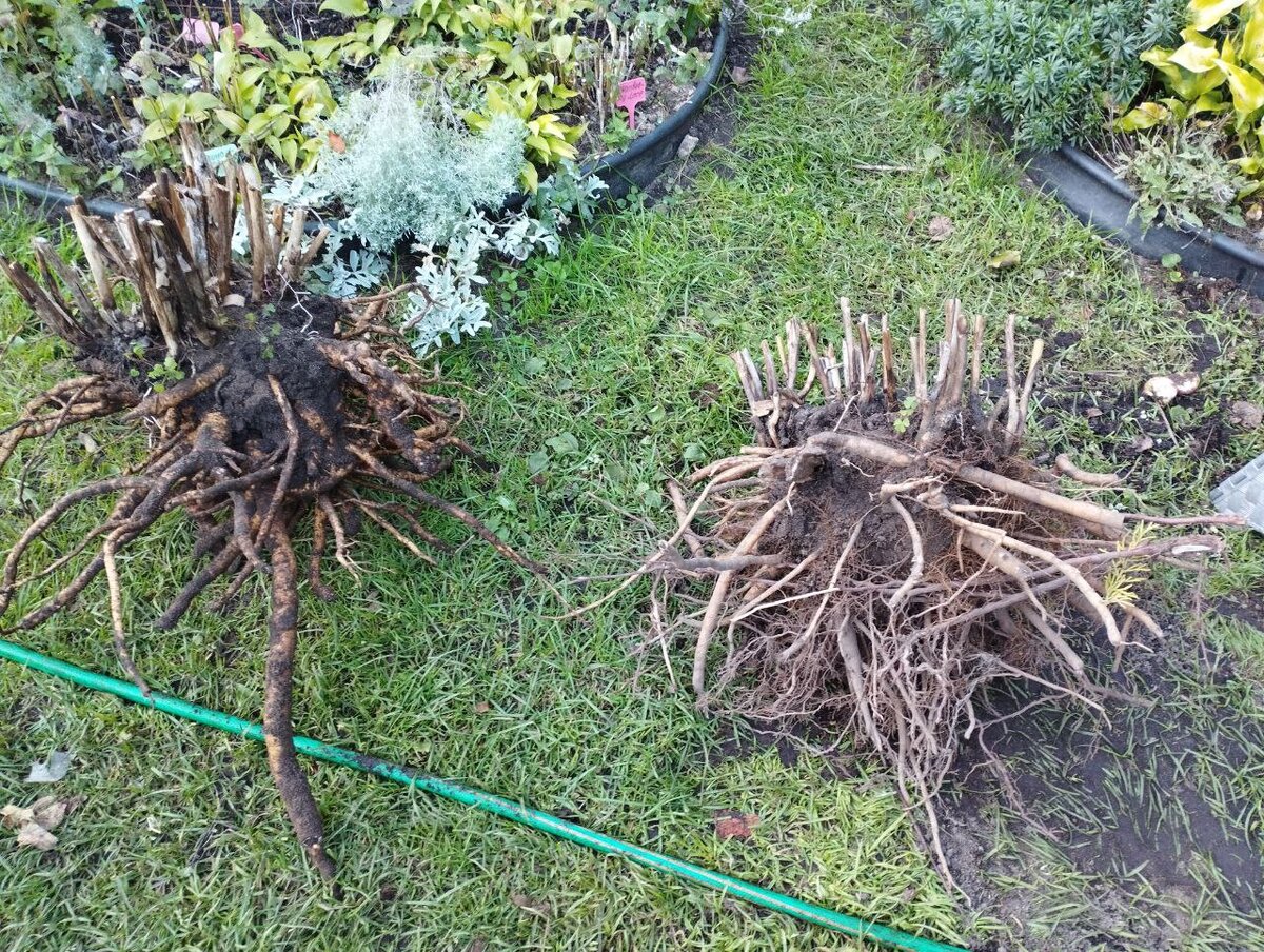 Первые два пиона выкопаны. Мощь