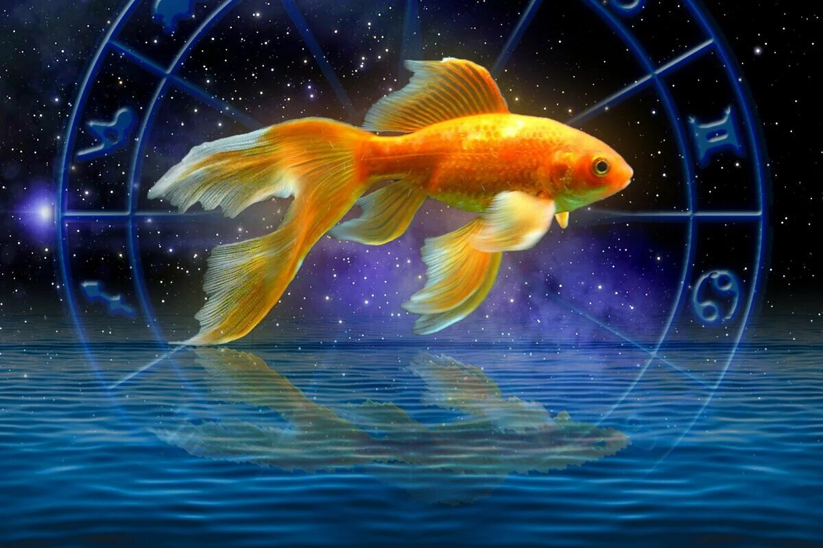 картинка взята из общей сети Интернет.