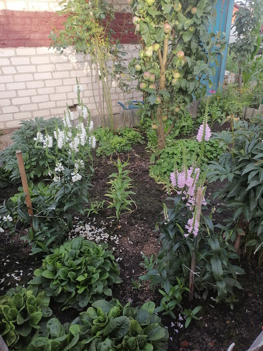 Конец июля. Яблочки ещё небольшие. А снимали яблоки в начале октября. 