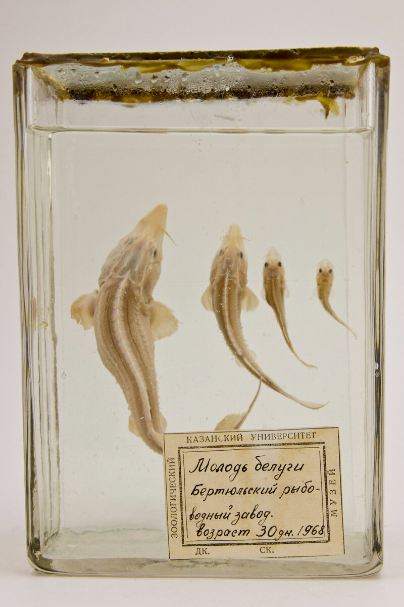 Молодь белуги. Бертюльский рыбоводный завод. Возраст 30 дней, 1968 Экспонат Зоологического музея и гербария им. Э.А.Эверсмана