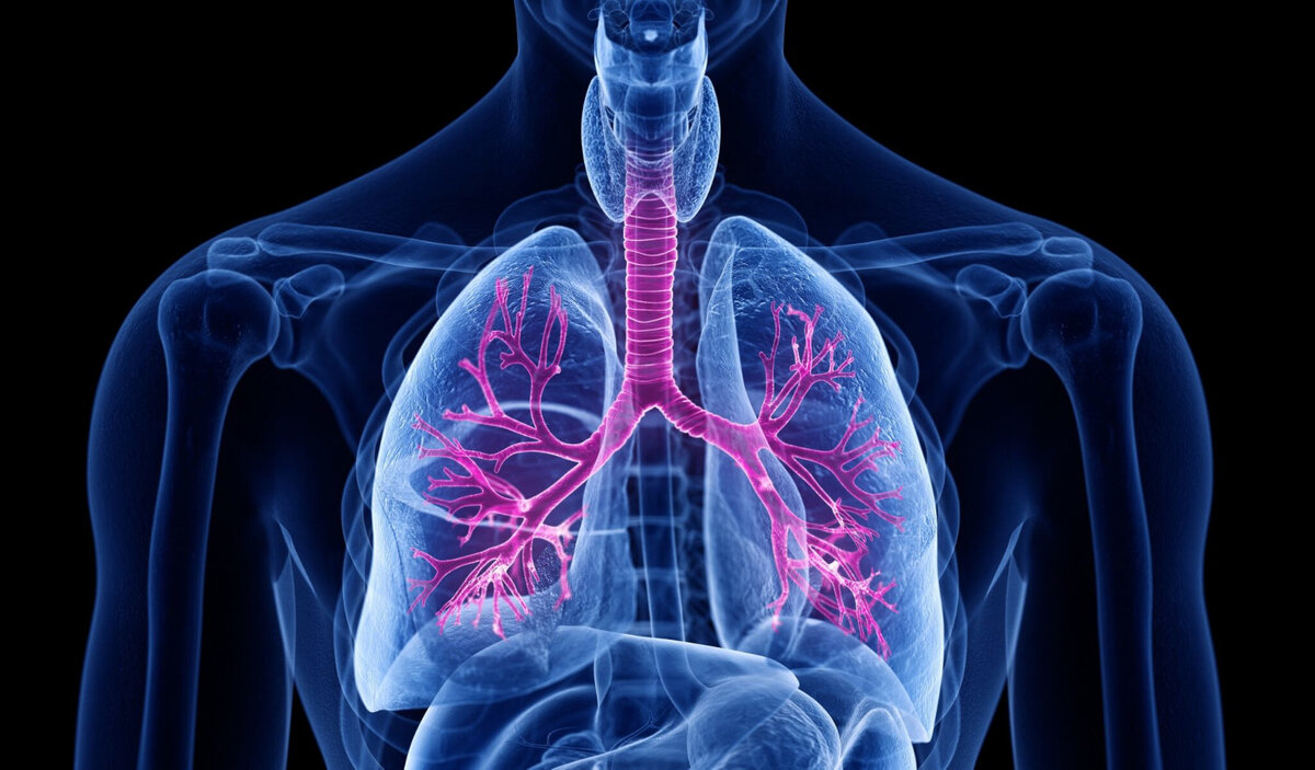 Организм человека легкие. Повышенное дыхание. Патологии при повышении атмосферного давления. Повышенное дыхание. Учащенное дыхание.