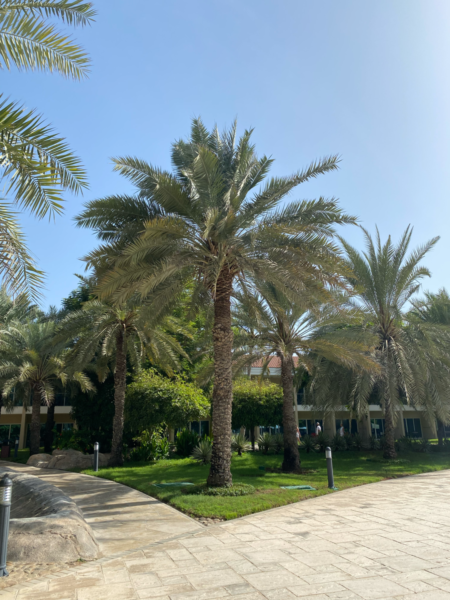 утопающая в зелени территория Розаны