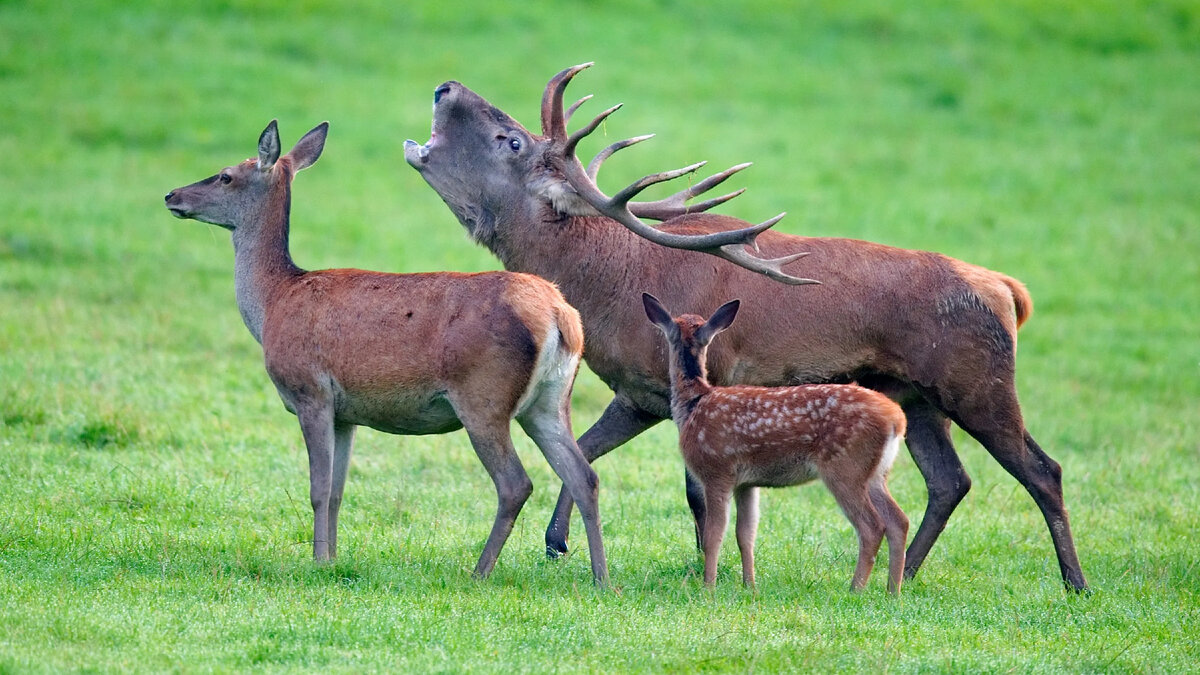 Распад первобытнообщинногостроя. Какую функцию выполнял вождь. Вождь племени костюм. Функции фмс. Какую функцию выполнял вождь.