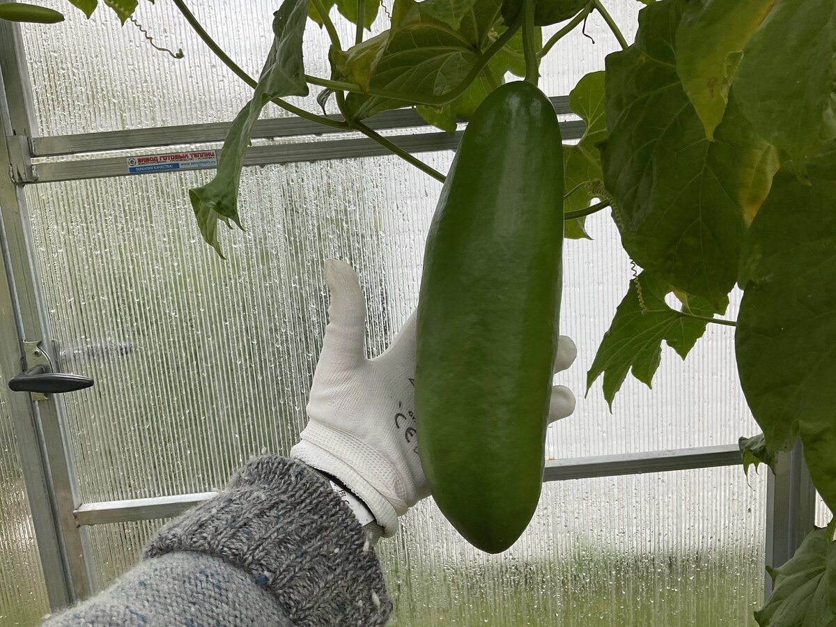    Моя кассабананка